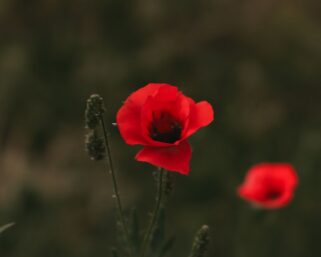 Veterans Day Poem: Honoring Our Heroes