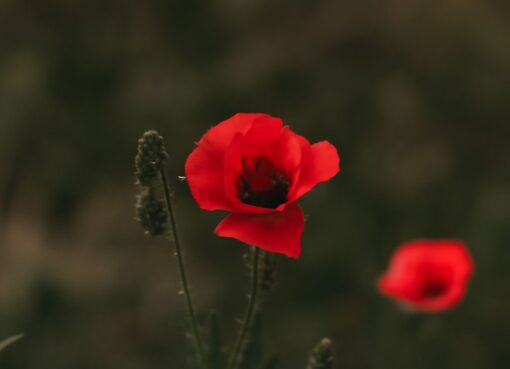 Veterans Day Poem: Honoring Our Heroes
