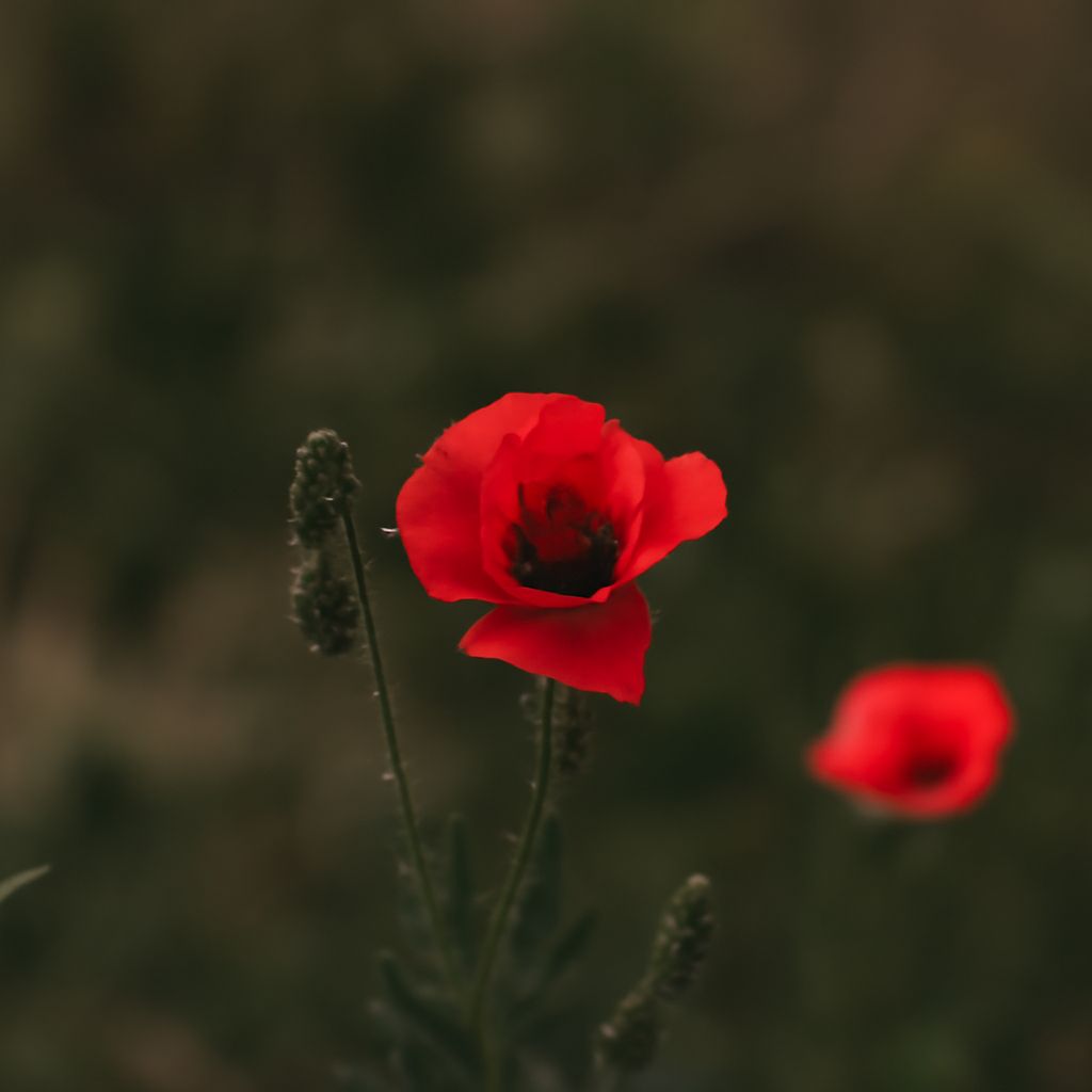 Veterans Day poems and readings